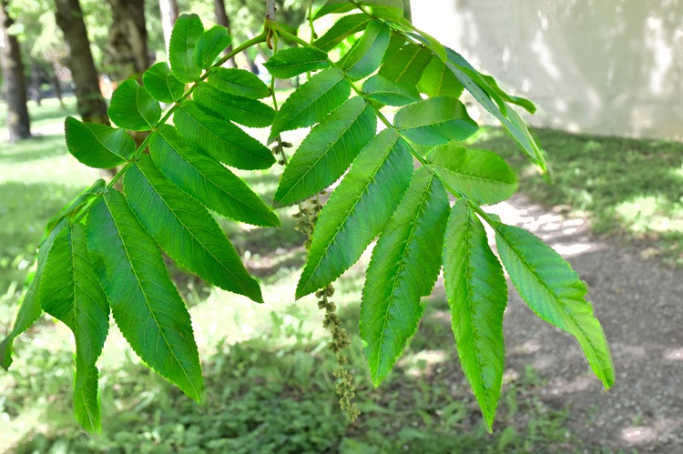 Pterocarya stenoptera, foglia.