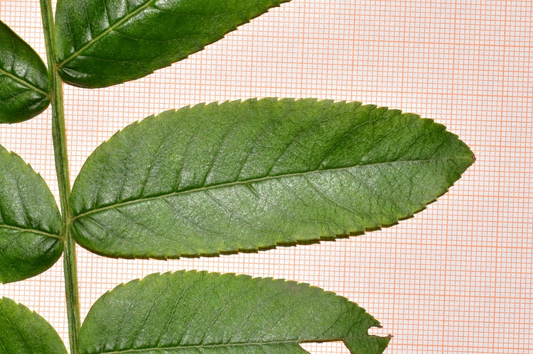 Pterocarya stenoptera, fogliolina singola.