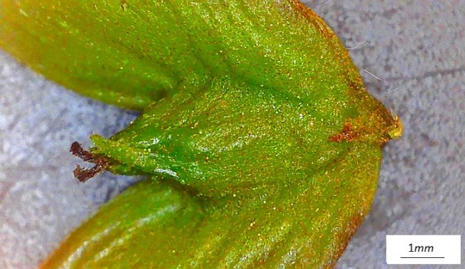 Pterocarya stenoptera, frutto immaturo al microscopio, lato adassiale.