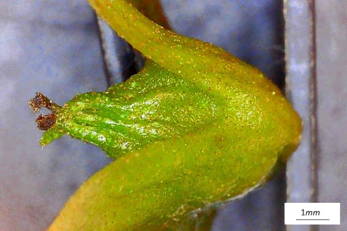 Pterocarya stenoptera, frutto immaturo al microscopio, lato abassiale.