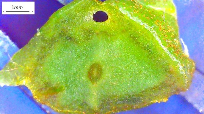 Pterocarya stenoptera, frutto immaturo al microscopio, sezione trasv.