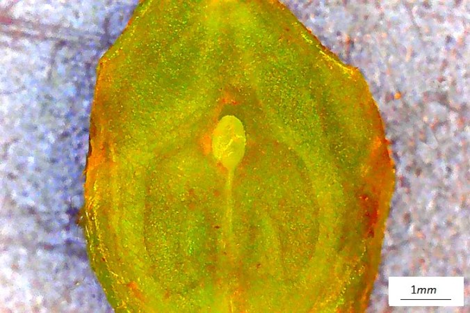 Pterocarya stenoptera, frutto immaturo al microscopio, sezione long.