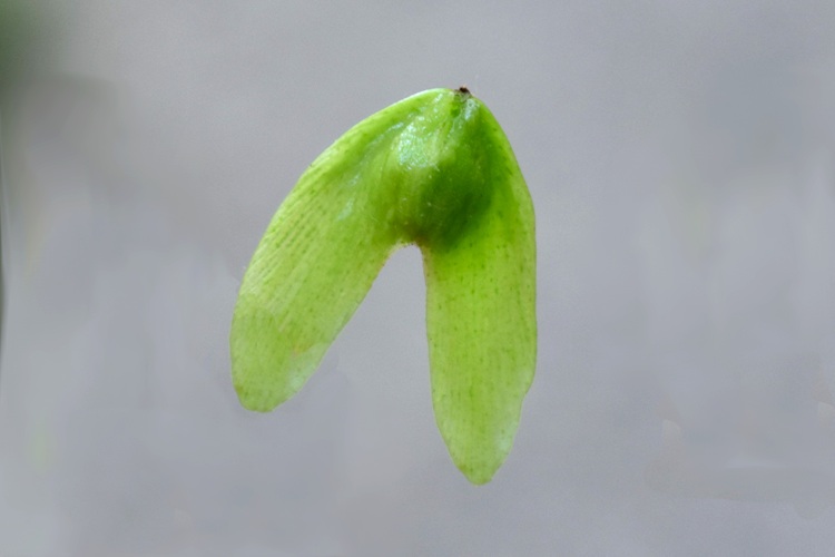Pterocarya stenoptera, frutto immaturo.