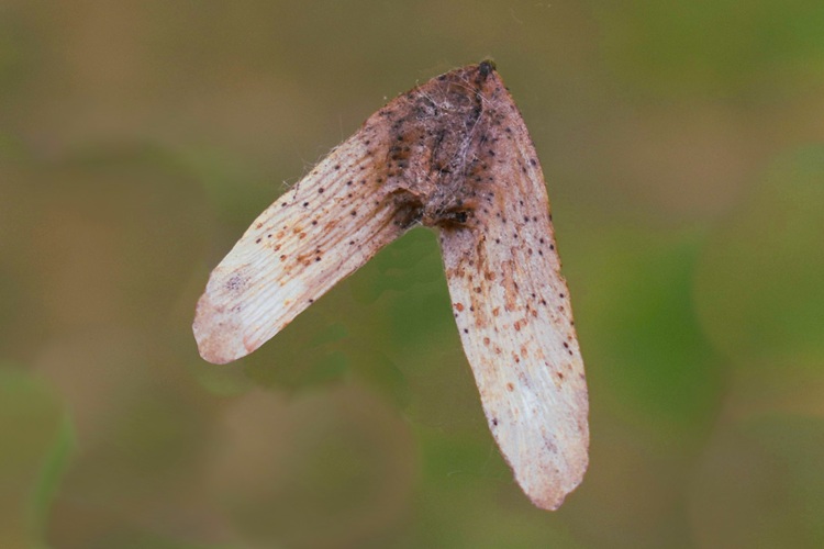 Pterocarya stenoptera, frutto maturo.