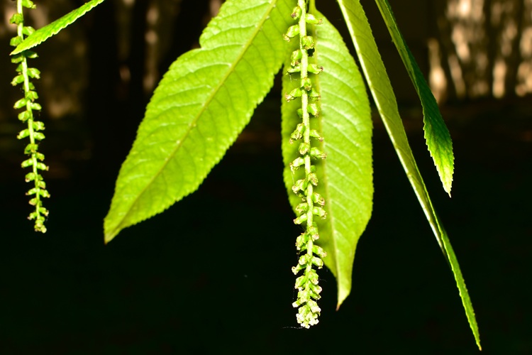 Pterocarya stenoptera, infiorescenza femminile.