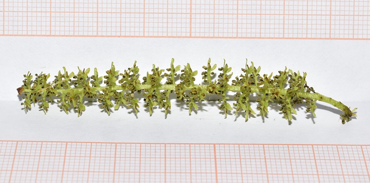 Pterocarya stenoptera, fiore machile, infiorescenza 2.