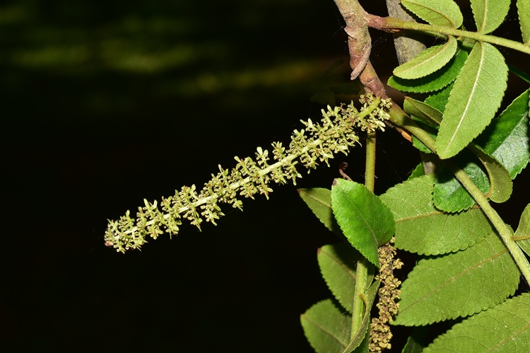 Pterocarya stenoptera, fiore machile, infiorescenza.