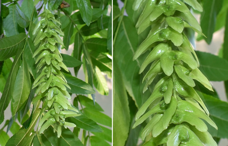 Pterocarya stenoptera, infruttescenze.