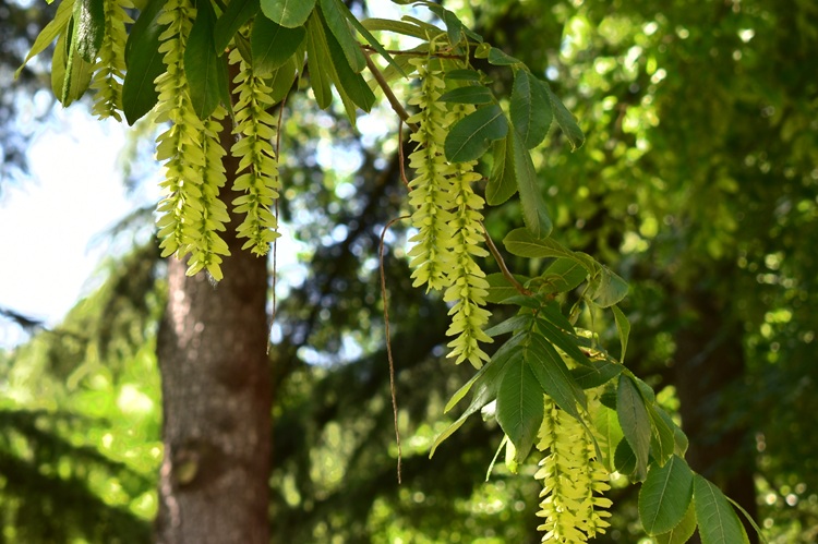 Pterocarya stenoptera, infruttescenza immatura.