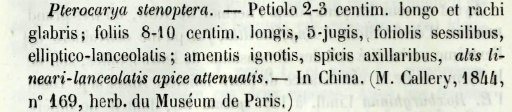 Pterocarya stenoptera, Protologo.