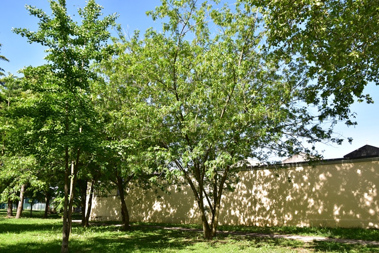 Pterocarya stenoptera, esemplare di Parco Milcovich