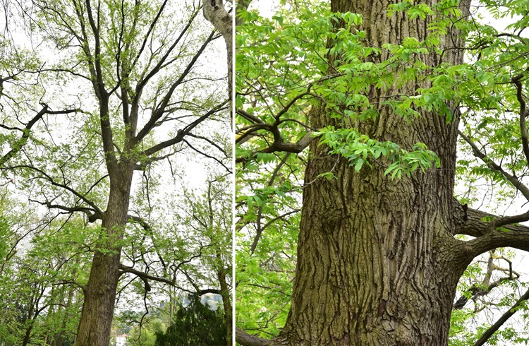 Pterocarya stenoptera, esemplare in Orto a Torino, foto doppia.