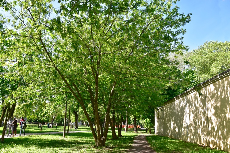 Pterocarya stenoptera, esemplare di Parco Milcovich, vista d'infilata.