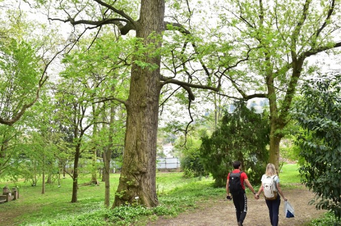 Pterocarya stenoptera, esemplare in Orto a Torino.