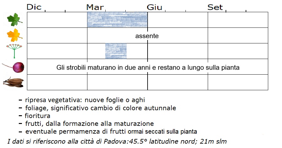 Pinus brutia, fenologia