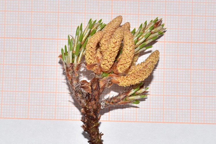 Pinus brutia, infiorescenza maschile, macro 1.