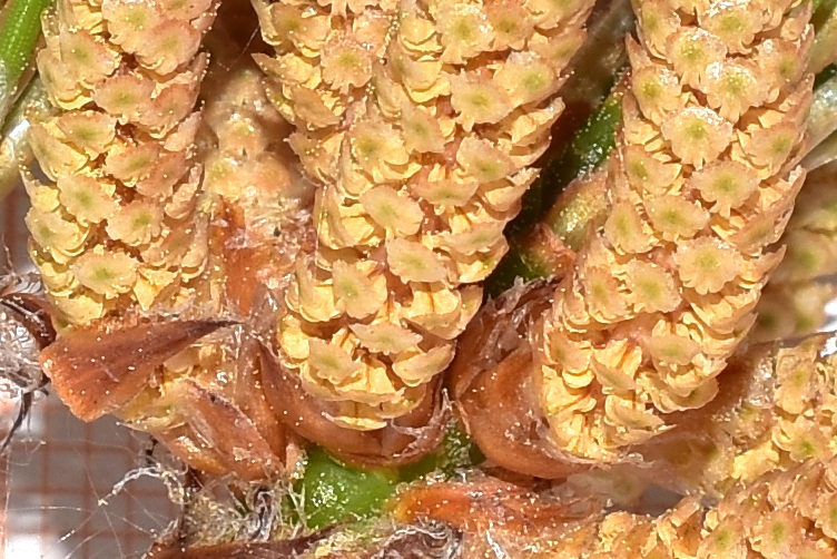 Pinus brutia, infiorescenza maschile, macro 2.