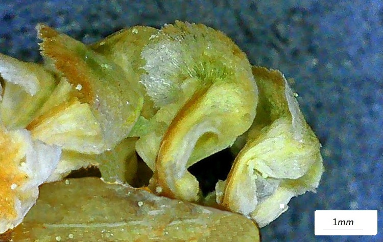 Pinus brutia, microsporofillo, microscopio.