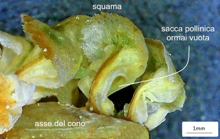 Pinus brutia, microsporofillo, microscopio, note.