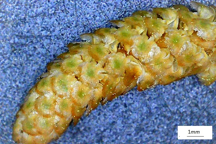 Pinus brutia, infiorescenza maschile, microscopio.