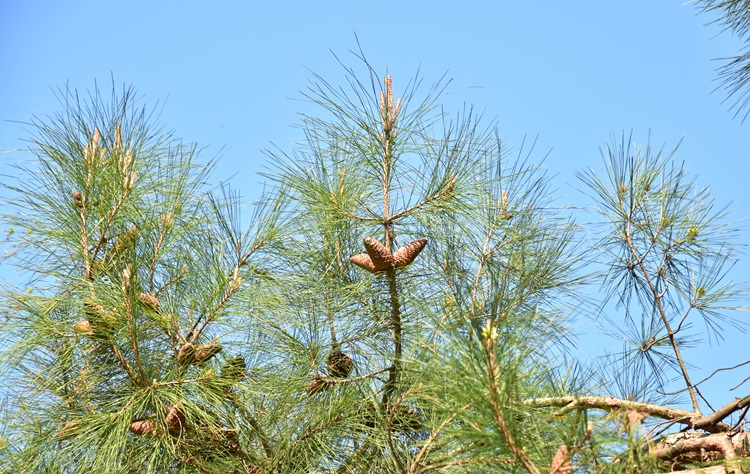 Pinus brutia, aghi e rametti.