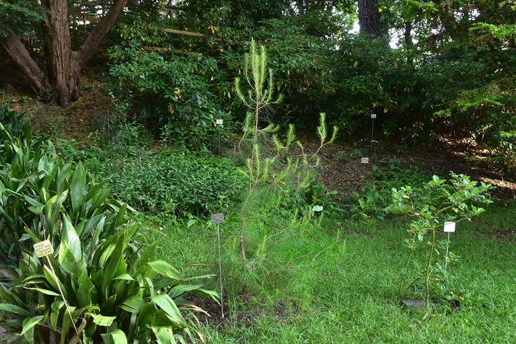 Pinus brutia, portamento, Orto botanico di Padova 2.