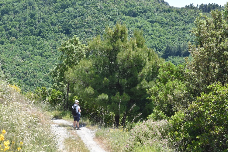 Pinus brutia, portamento, Maiori sentiero per Erchie.