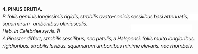 Pinus brutia, protologo.