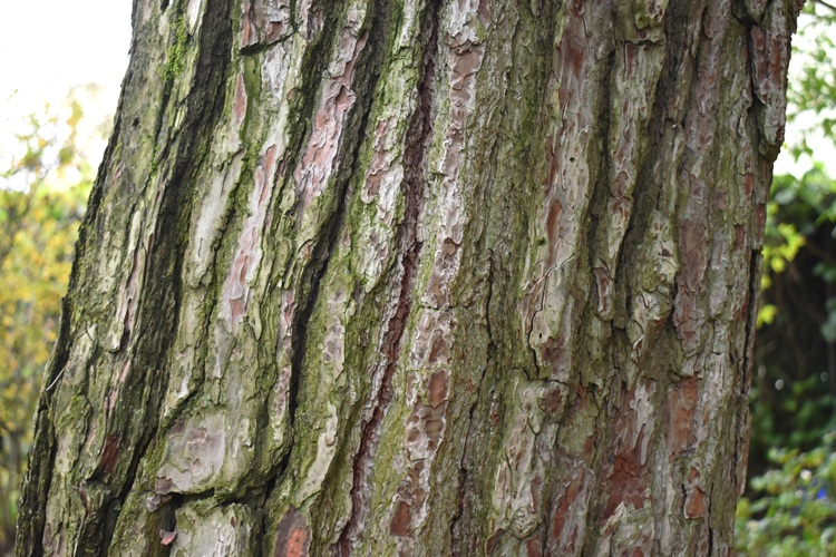 Pinus brutia, corteccia.