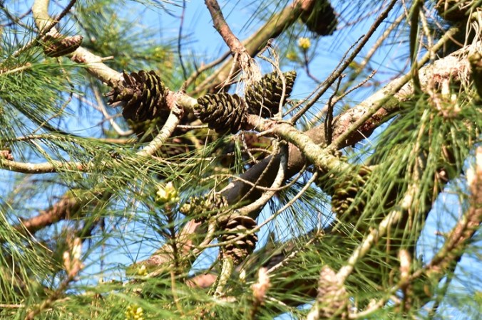 Pinus brutia, strobili maturi.