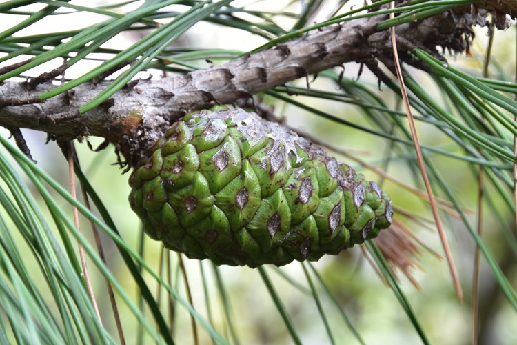 Pinus brutia, pigna.